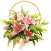 Basket of Lily